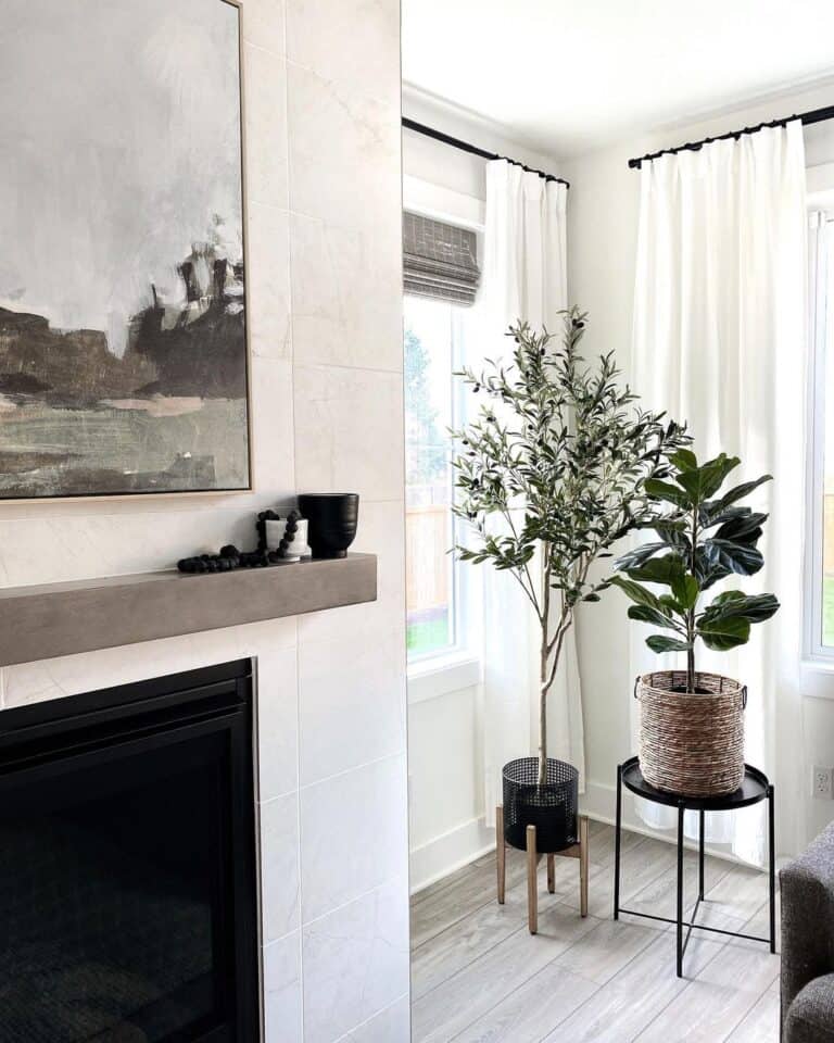 Olive Tree Surrounded by White Window Drapes