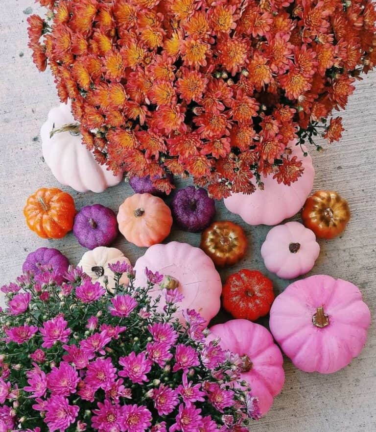 Autumnal Display in Pink and Orange